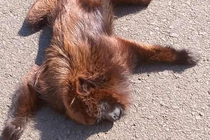 Un mono carayá rojo murió atropellado en San Pedro